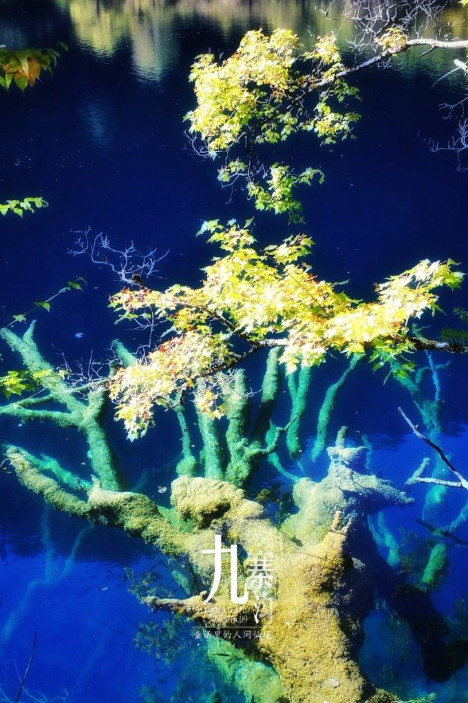 李宇春优秀，因文科太简单转理科，以专业第二考入川音