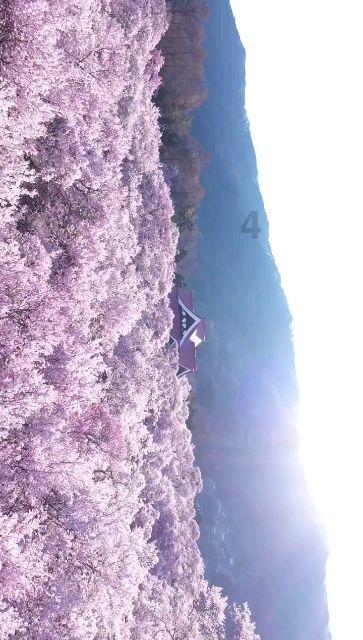 救援小袋熊