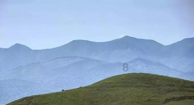 解救野生狐狸