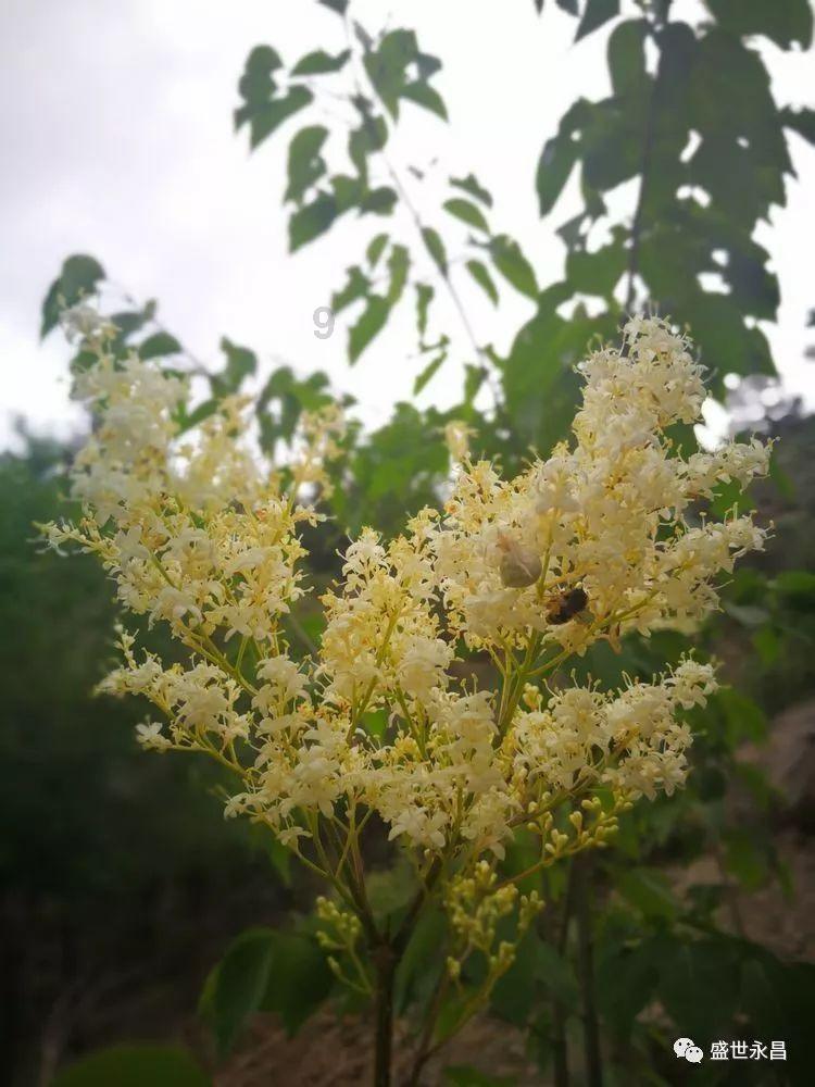 春雨直播app