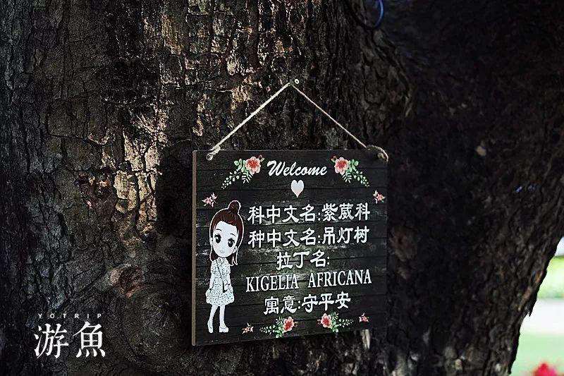 蓝狐视频
