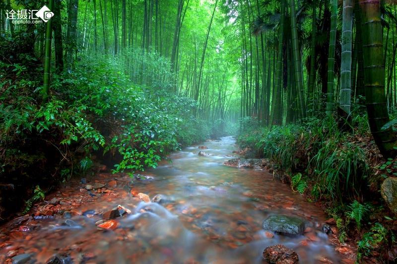 救援鹦鹉