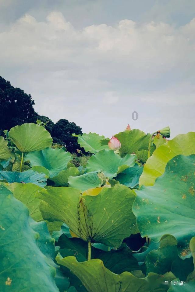 虫虫助手下载