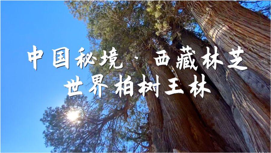 小猫钓鱼正版下载中文版