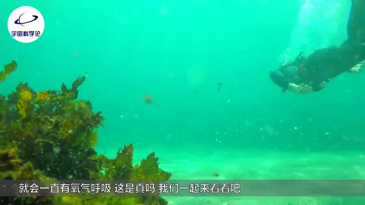 小猫钓鱼游戏龙王版有船