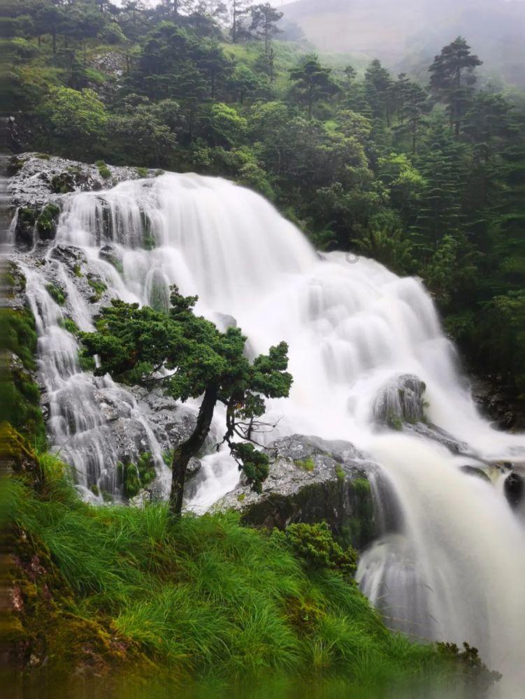 雨后盛放